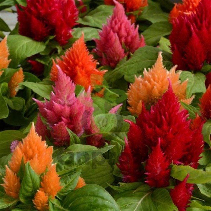 (п.ф.) Целозия Айс Крим Микс, 1000 драже (№11-36)