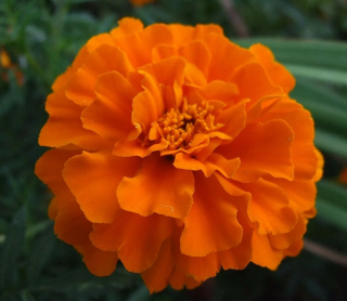 (п.ф.) Бархатцы Дюранго Тангерин,