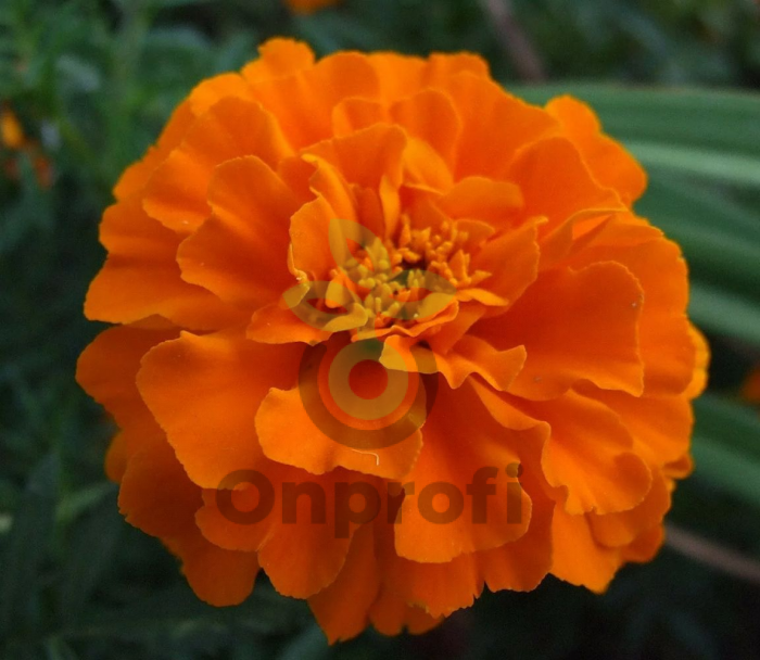 (п.ф.) Бархатцы Дюранго Тангерин,