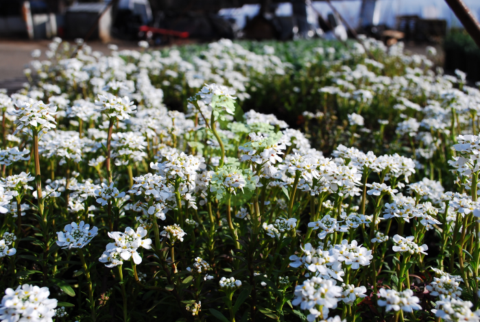 (п.ф.) Иберис Вистлер Вайт F1,