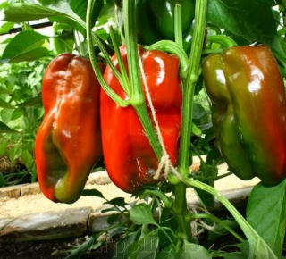 Перец Адиге F1,