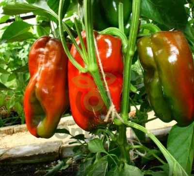 Перец Адиге F1,