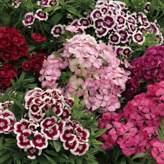 (п.ф.) Гвоздика Диабунда Формула Микс,