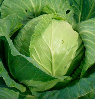 Капуста белокачанная Надежда,