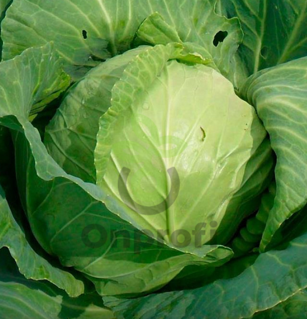 Капуста белокачанная Надежда,