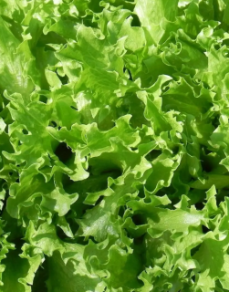 Салат Озорник, 5гр (фасовка)