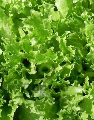 Салат Озорник, 5гр (фасовка)