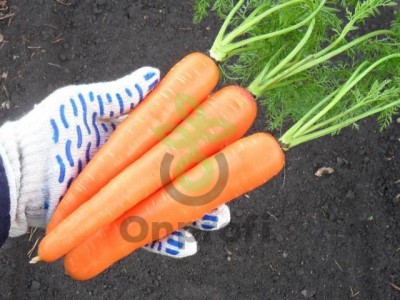 Морковь Лосиноостровская, 0,5кг