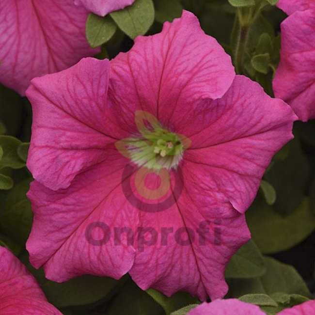 (п.ф.) Петуния Суперкаскад Пинк, 1000 драже (№9-4-82)