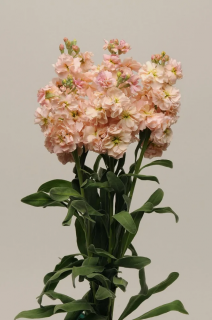 (п.ф.) Маттиола Катц Априкот, 1000 шт (№6-117)