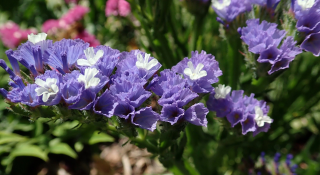 (п.ф.) Статица Квис Парпл, 1000 шт (№6-158)