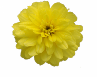 (п.ф.) Циния Дабл Захара Еллоу F1,