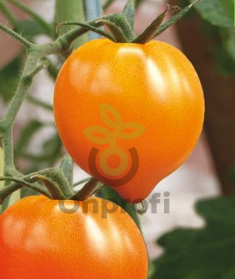Томат Золотое Сердце,