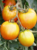 Томат Золотое Сердце,