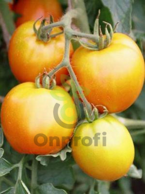 Томат Золотое Сердце,
