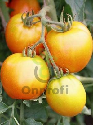 Томат Золотое Сердце,