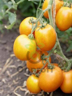Томат Золотое Сердце,