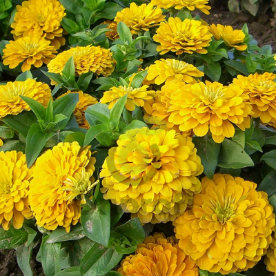 (п.ф.) Циния Магеллан Еллоу F1, 100 шт (№6-610)