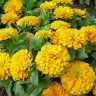 (п.ф.) Циния Магеллан Еллоу F1, 100 шт (№6-610)