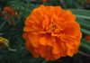 (п.ф.) Бархатцы Дюранго Оранж,