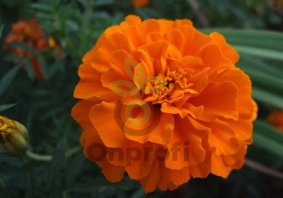 (п.ф.) Бархатцы Дюранго Оранж,