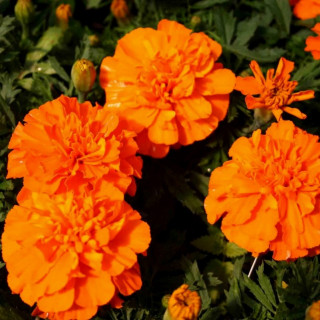 (п.ф.) Бархатцы Дюранго Оранж,