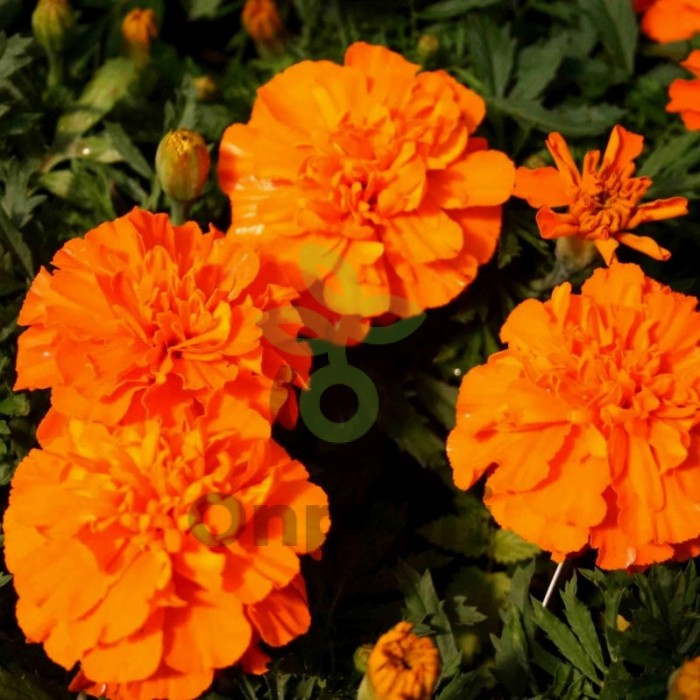(п.ф.) Бархатцы Дюранго Оранж,