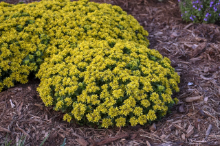 (п.ф.) Седум Сельского Спирит,