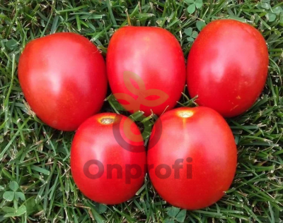 Томат Гюзель,