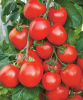 Томат Гюзель,