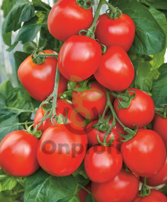 Томат Гюзель,