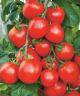 Томат Гюзель,