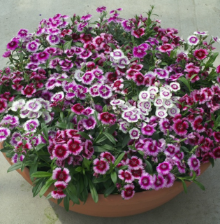 (п.ф.) Гвоздика Чиба Аурикула Микс,