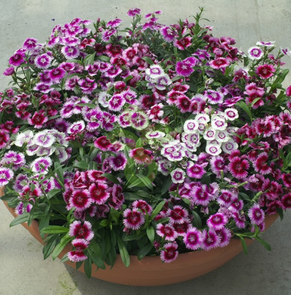 (п.ф.) Гвоздика Чиба Аурикула Микс,