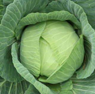Капуста белокачанная Подарок,