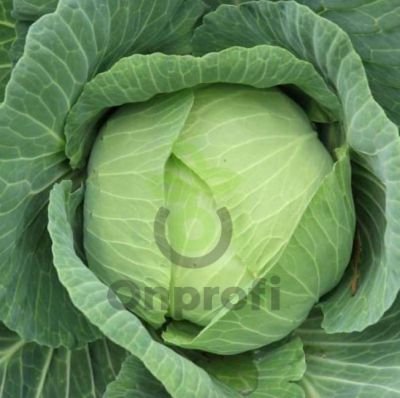 Капуста белокачанная Подарок,