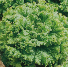 Салат Свежесть, 5гр (фасовка)