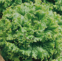 Салат Свежесть, 5гр (фасовка)