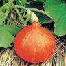 Тыква крупноплодная Учики кури, 10гр (фасовка)