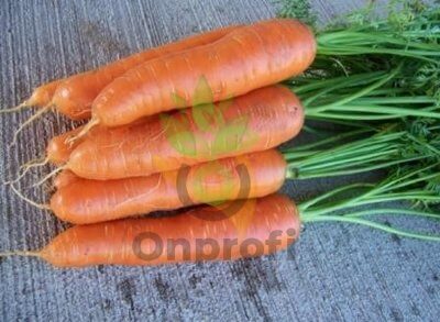 Морковь РШ Проминанс (фр.1,8-2,0), 5гр (фасовка)