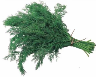 Укроп Денди