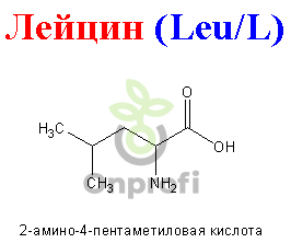 Аминокислота незаменимая L-АЛЬФА  Лейцин, 50гр