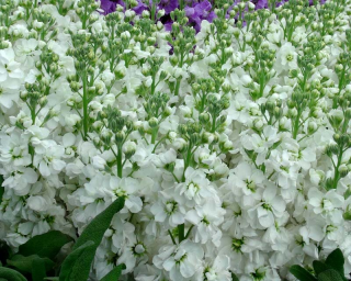 (п.ф.) Маттиола Катц Хай Дабл Вайт, 1000 шт (№6-114)