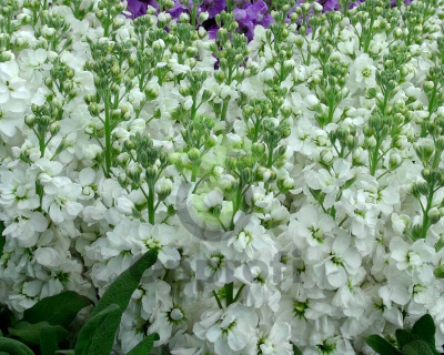 (п.ф.) Маттиола Катц Хай Дабл Вайт, 1000 шт (№6-114)