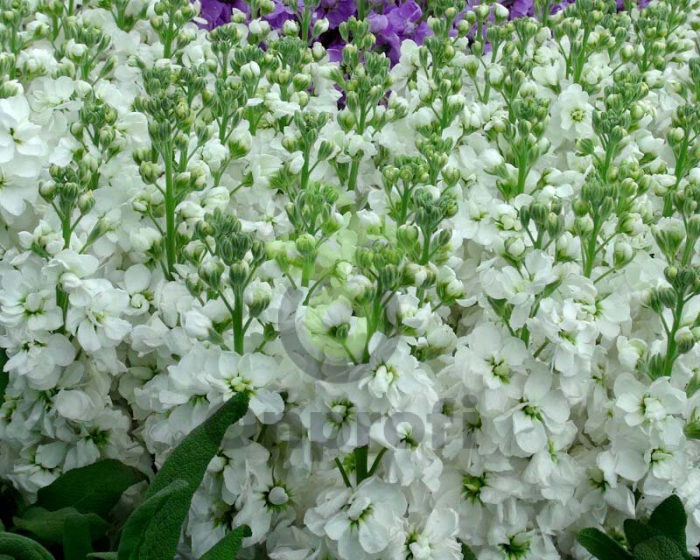 (п.ф.) Маттиола Катц Хай Дабл Вайт, 1000 шт (№6-114)