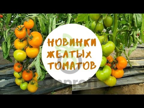 Томат Оранж Флекс F1,