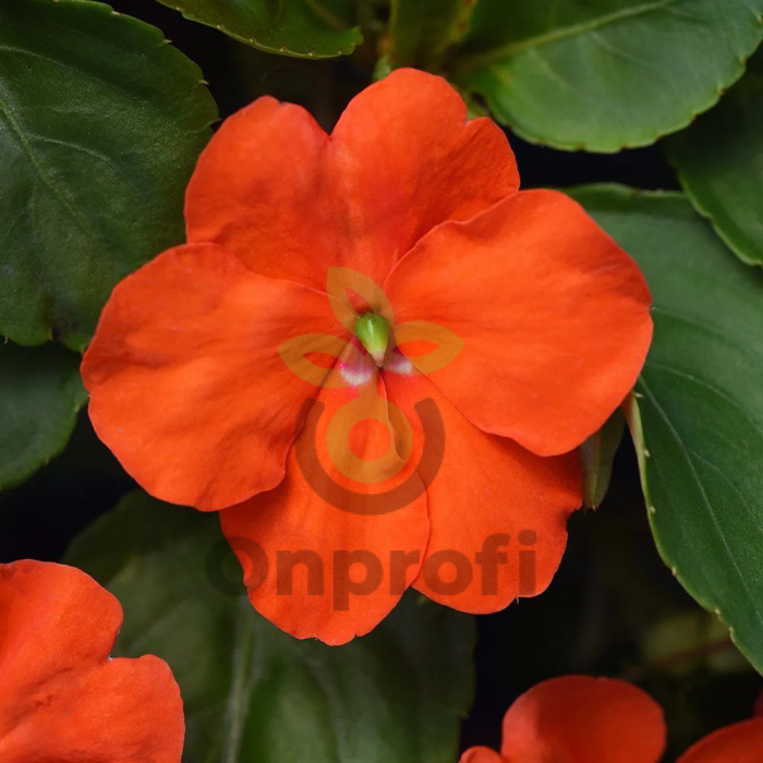 (п.ф.) Бальзамин Баланс Оранж, 100 шт