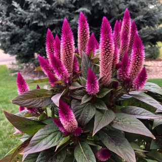 (п.ф.) Целозия Космо Парпл Ред, 100 драже (№11-25)