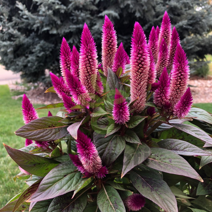 (п.ф.) Целозия Космо Парпл Ред, 100 драже (№11-25)