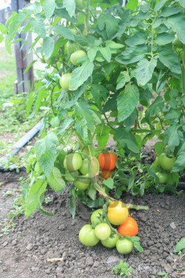 Томат Желтоплодный Солнце,